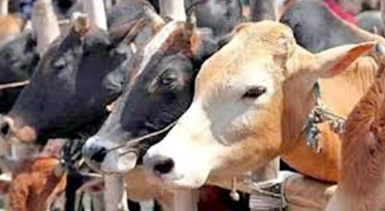 ബലിനൽകിയ മൃഗങ്ങളുടെ ഇറച്ചി ​വേണ്ടെന്ന് ദലിതർ